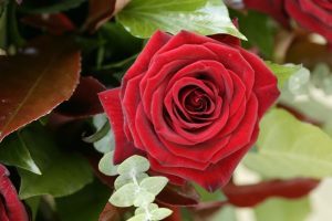 manfaat bunga mawar